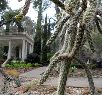 The Phelan Cactus Garden